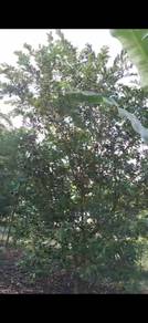 Pahang Bentong Karak Telemong Durian Musang King Black ThornRm150k