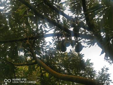 Pahang Bentong Karak Telemong Musang king, black torn