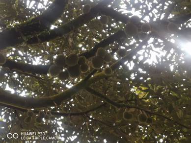 Pahang Bentong Karak Telemong Musang king, black torn