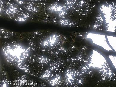 Pahang Bentong Karak Telemong Musang king, black torn
