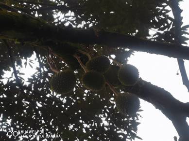 Pahang Bentong Karak Telemong Musang king, black torn