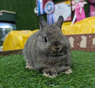 Arnab Netherland Dwarf Rabbit, ch