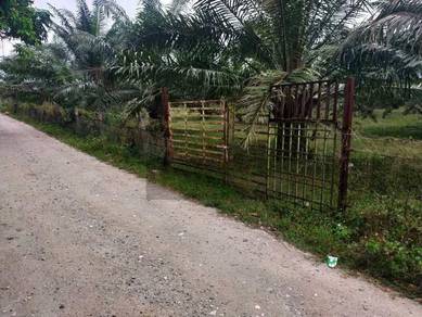 Flat Land, Young Tree For Sale @MsYong