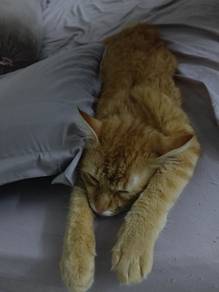 cat for sale