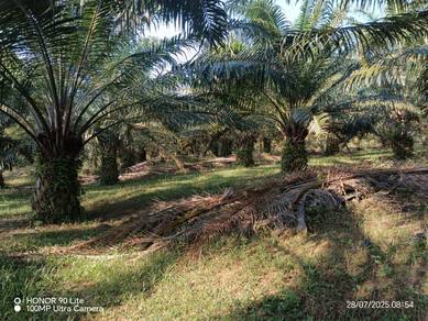 59 ekar Kebun Sawit 8 tahun Rizab Melayu Di Tg Tualang Perak