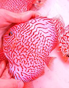 blood red pigon