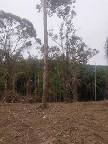 Kebun durian di kemasik