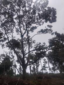 Kebun durian di kemasik