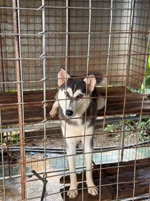Pure Suberian Husky 