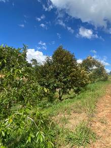 Durian & Fruits Farm Sungai Rait Miri