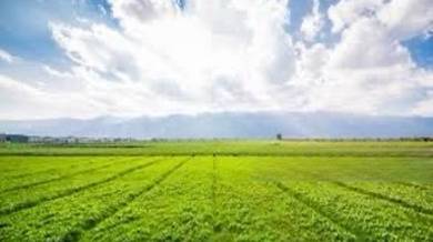Hot Deal Sikamat Agriculture Land for Sale Nice Land