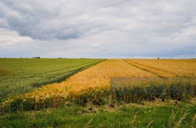 Prime Freehold Agricultural Land For Sale in Kuala Selangor
