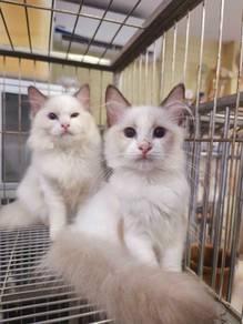Ragdoll