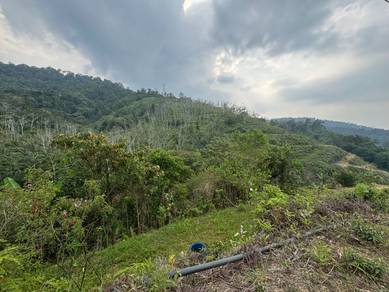 Bentong, Jalan Tras, Pahang, Rubber Tree 500KG per day