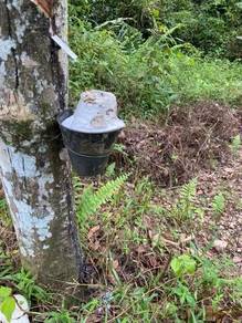 Bentong, Jalan Tras, Pahang, Rubber Tree 500KG per day