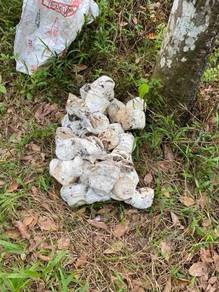 Bentong, Jalan Tras, Pahang, Rubber Tree 500KG per day