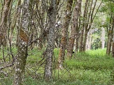 Bentong, Jalan Tras, Pahang, Rubber Tree 500KG per day