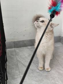 British Shorthair AY