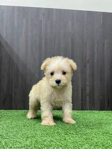 Schnauzer 