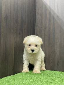 Schnauzer 