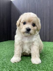 Maltipoo 