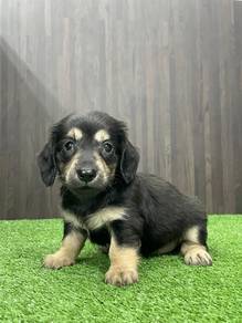 Dachshund 