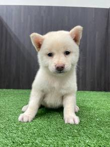 Shiba Inu 