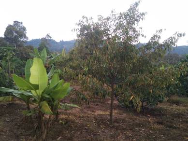 4.7 acres Durian Farm for Sale – Mantin