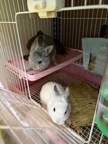 ARNAB netherland Dwarf