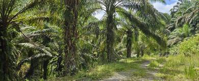 Rare opportunity!  🌴🔥 Oil palm Plantation for Sale 🌴