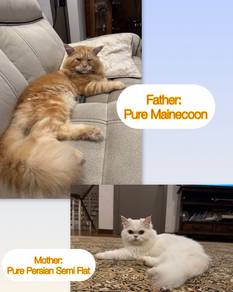 Pure Mainecoon x Persian