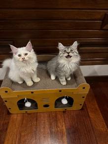 Pure Mainecoon x Persian