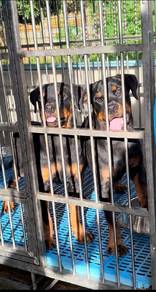 HIGH QUALITY IMPORT PARENTS ROTTWEILER puppy 