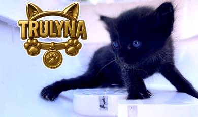 DLH BiCOLOR SMOKED CAT KITTEN Kucing Long Hair