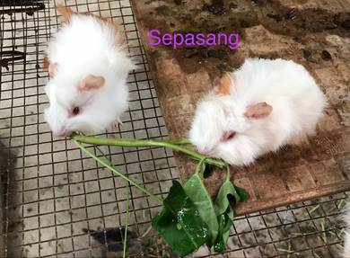 Guinea pig