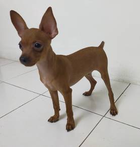 Miniature Pinscher Puppy 