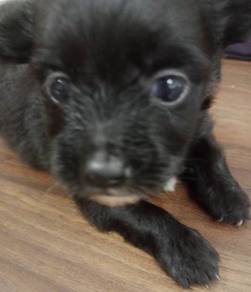 pomeranian mixed 