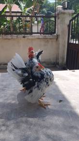 Ayam serama