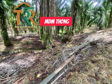 Oil Palm | 5.27 acs | for sale