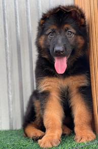 German shepherd