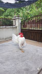 Ayam serama