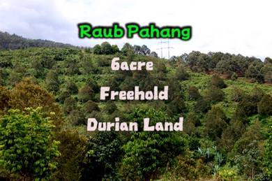 Raub Pahang Durian Land Freehold 6 acre 259,851sf Existing Durian Tree