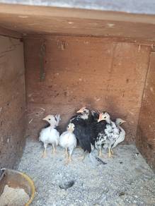 Ayam serama