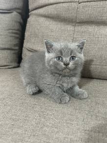 Bsh Kitten