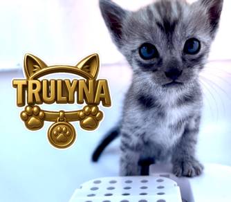 CAT KITTEN Kucing GREY SMOKED Tabby special coat
