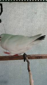Us modena pigeon 