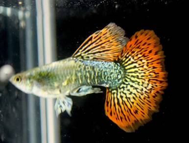 Red dragon big dorsal guppy