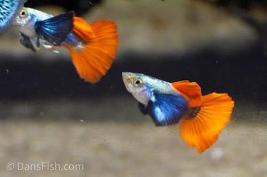 Dumbo red tail full platinum 