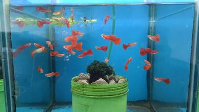 Albino full red guppy 
