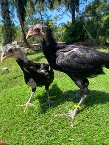 Ayam Ratu Supergreen